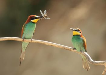 Quel est l'oiseau qui a la plus belle voix ?