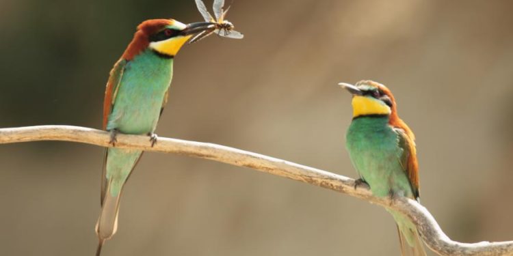 Quel est l'oiseau qui a la plus belle voix ?