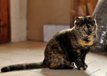 Comment savoir si c'est de l'écaille de tortue ?