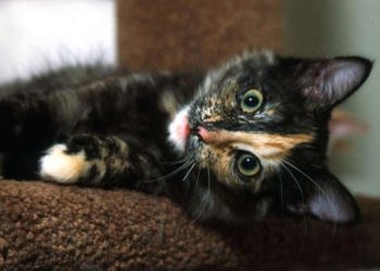 Pourquoi seules les femelles peuvent être écaille de tortue ?