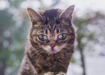 Quel est le caractère des chats blancs ?