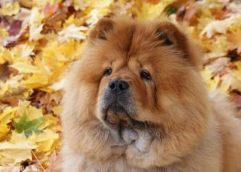 Est-ce que le Chow-chow bave ?