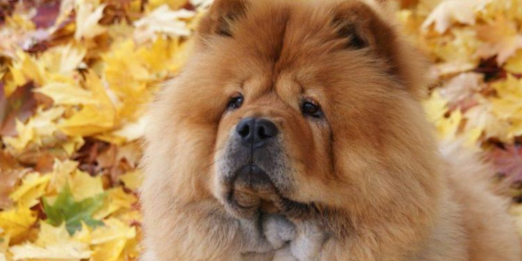 Est Ce Que Le Chow Chow Bave