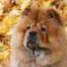 Est-ce que le Chow-chow bave ?