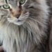 Quelle est la race de chat la plus chère ?