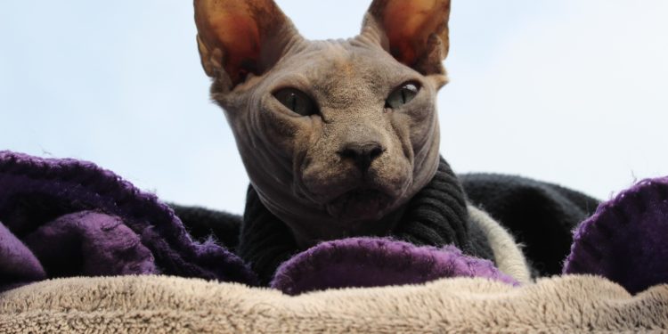 Comment prendre soin d'un chat Sphynx ?