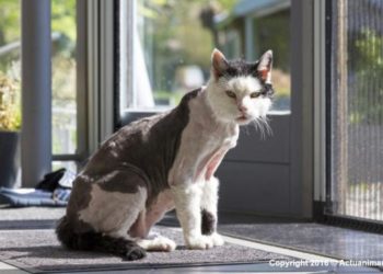 Comment Appelle-t-on un chat pas de poil ?