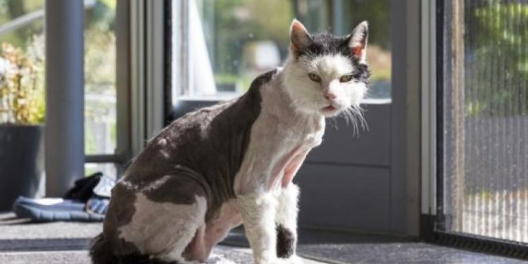 Comment Appelle-t-on un chat pas de poil ?