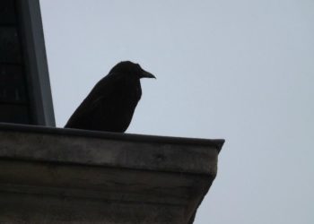 Pourquoi corbeau oiseau de mauvaise augure ?
