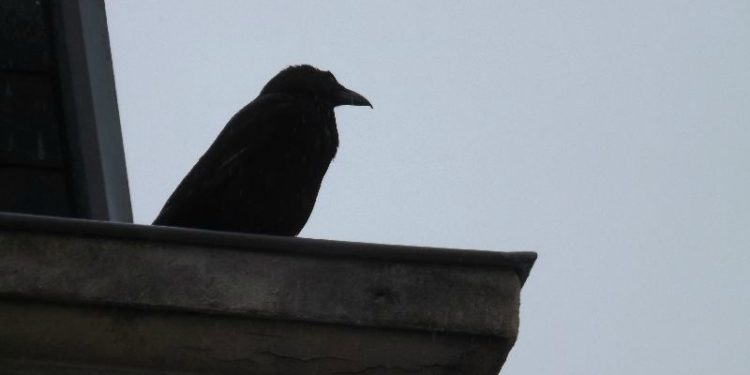 Pourquoi corbeau oiseau de mauvaise augure ?
