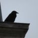 Pourquoi corbeau oiseau de mauvaise augure ?