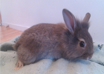 Quel nom pour un lapin ?