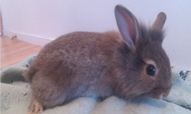 Quel nom pour un lapin ?