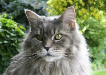 Archives Des Poids Maine Coon 4 Mois Animaux Info Votre Source Numero 1 D Informations Et Tutoriels Sur Les Animaux