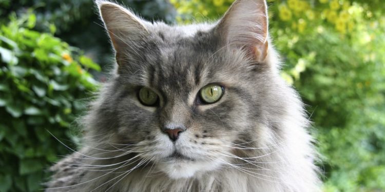Quel est le prix moyen d'un Maine coon ?