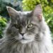 Quel est le prix moyen d'un Maine coon ?