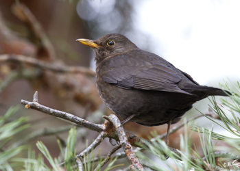 Pourquoi merle noir ?