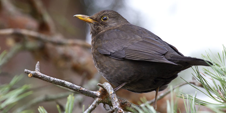 Pourquoi merle noir ?