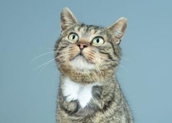 Quelle est la race du chat Garfield ?