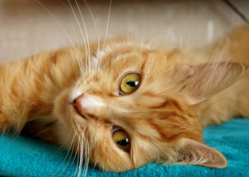 Pourquoi les chats roux sont rares ?