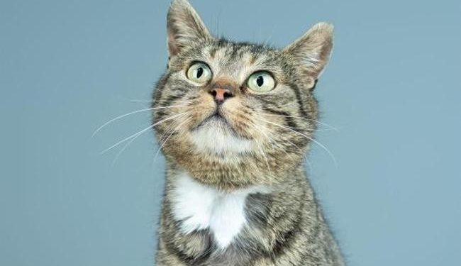 Quelle est la race du chat Garfield ?