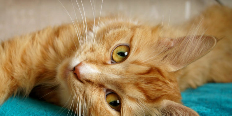 Pourquoi les chats roux sont rares ?