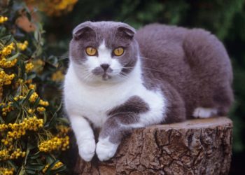 Quelle est la race de chat la moins chère au monde ?
