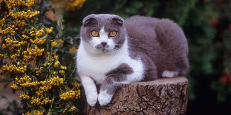 Quelle est la race de chat la moins chère au monde ?