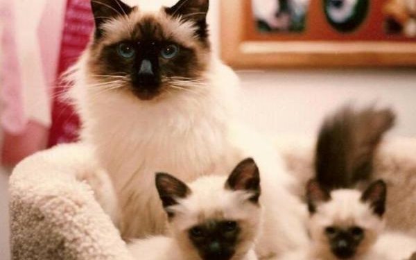 Quels sont les chats célèbres ?