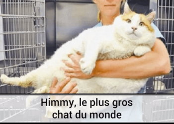 Quel est le poids de Himmey le chat le plus gros du monde ?
