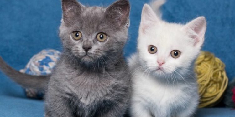 Pourquoi un chat reste petit ?