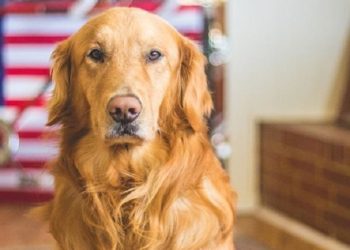 Quels sont les animaux les plus gentils ?