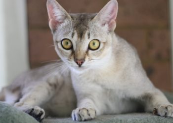 Quelle est la plus petite race de chat ?