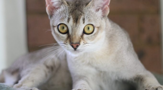 Quelle Est La Plus Petite Race De Chat