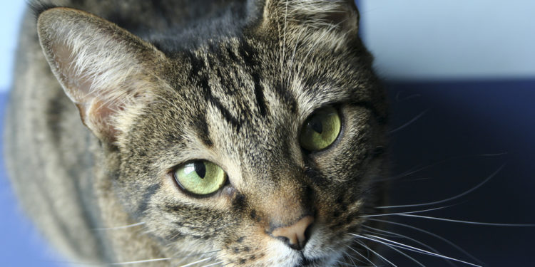 Quel est le chat le plus cher du monde ?