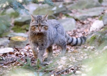 Quels sont les plus beaux chats du monde ?