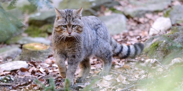 Quels sont les plus beaux chats du monde ?