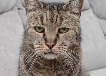 Quel âge un chat est vieux ?