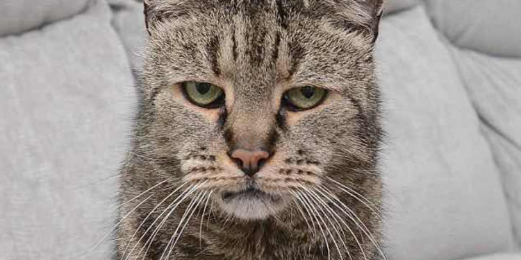 Quel âge un chat est vieux ?