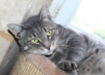 Quelle est la race d'un chat tigré ?