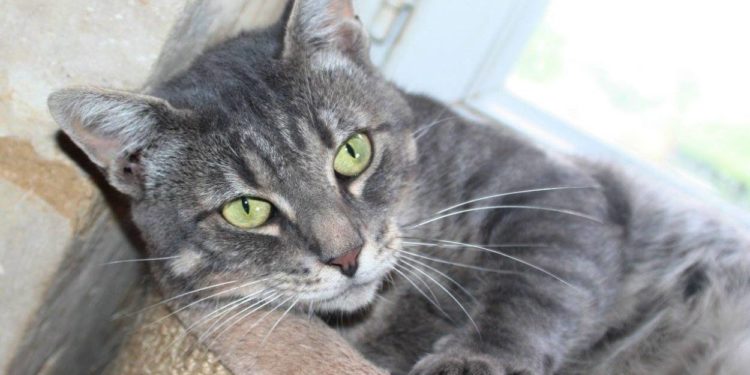 Quelle est la race d'un chat tigré ?