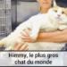 Quel est le poids de Himmey le chat le plus gros du monde ?