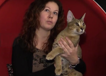 Quel est le chat le plus rare du monde ?