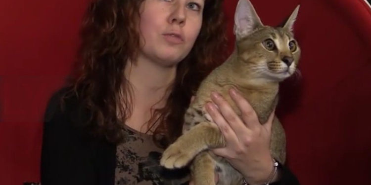 Quel est le chat le plus rare du monde ?