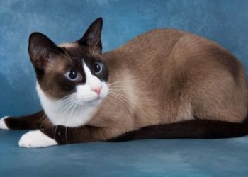 Quelle est la race de chat la plus rare ?