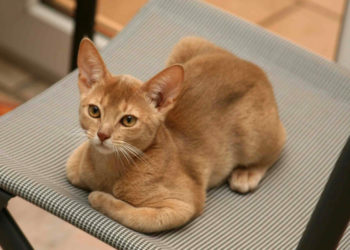 Quel est la couleur de chat la plus rare ?