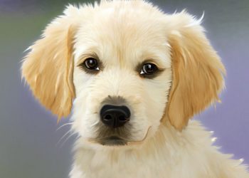 Comment choisir la race de chien ?