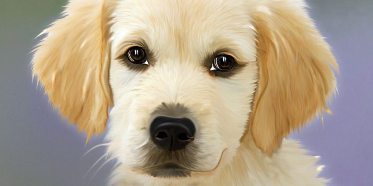 Comment choisir la race de chien ?