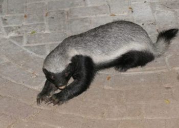 Quel est le chien le plus agile ?