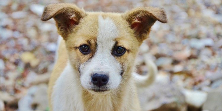 Quelle race de petit chien aboie le moins ?